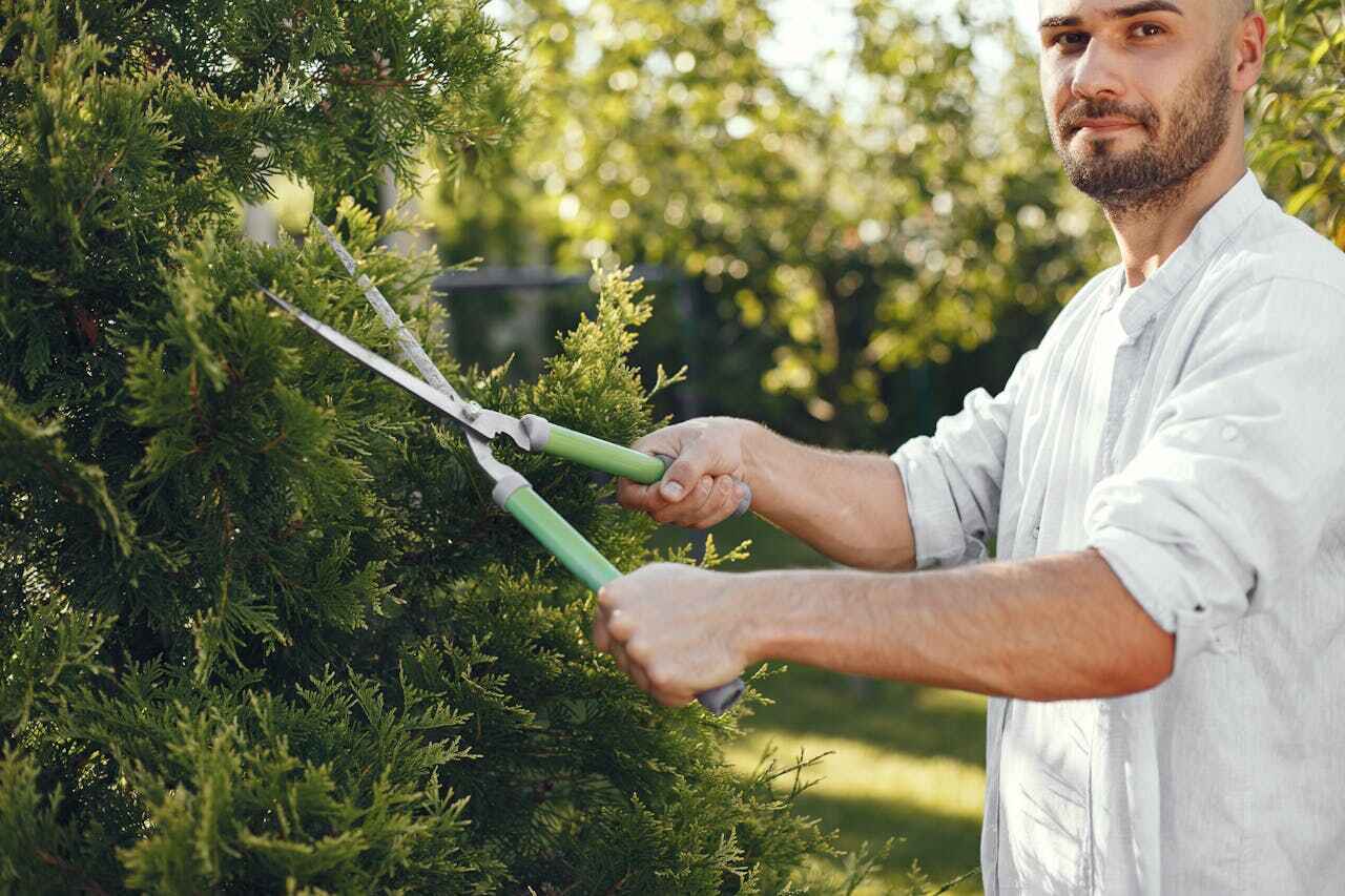 The Steps Involved in Our Tree Care Process in Marshallton, PA